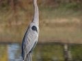 Great Blue Heron - Liberty Park and Marina, Clarksville, Montgomery County, November 7, 2020