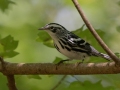 Black-and-white Warbler (female) - Dunbar Cave State Park, Clarksville, Montgomery County, September 27, 2020