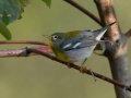Northern Parula - Lake Barkley State Park,  Stewart County,  September 21, 2020