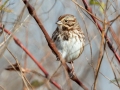 Song Sparrow - Pond Overlook -3201 Lake Rd, Woodlawn, Montgomery County, November 24, 2020