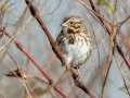Song Sparrow - Pond Overlook -3201 Lake Rd, Woodlawn, Montgomery County, November 24, 2020