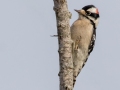 Downy Woodpecker - Pond Overlook -3201 Lake Rd, Woodlawn, Montgomery County, November 24, 2020