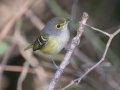 White-eyed Vireo - Lake Barkley State Park,  Stewart County,  September 21, 2020