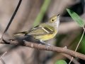 White-eyed Vireo - Lake Barkley State Park,  Stewart County,  September 21, 2020