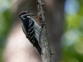 Hairy Woodpecker (male) - Dunbar Cave State Park, Clarksville, Montgomery County, September 27, 2020