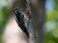 Hairy Woodpecker (male) - Dunbar Cave State Park, Clarksville, Montgomery County, September 27, 2020