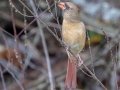 Northern Cardinal - Cross Creeks NWR, Dover, Stewart County, October 30, 2020