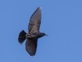 European Starling - Liberty Park and Marina, Clarksville, Montgomery County, November 7, 2020