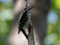 Hairy Woodpecker (male) - Dunbar Cave State Park, Clarksville, Montgomery County, September 27, 2020