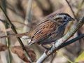 Swamp Sparrow - Liberty Park and Marina, Clarksville, Montgomery County, November 7, 2020