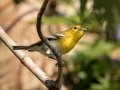 Yellow-throated Vireo - Lake Barkley State Park,  Stewart County,  September 21, 2020
