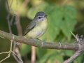 Philadelphia Vireo - Lake Barkley State Park,  Stewart County,  September 21, 2020