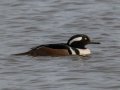 Hooded Merganser (male) - Pond Overlook -3201 Lake Rd, Woodlawn, Montgomery County, November 24, 2020