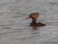 Hooded Merganser (female) - Pond Overlook -3201 Lake Rd, Woodlawn, Montgomery County, November 24, 2020