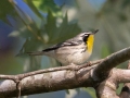 Yellow-throated Warbler - Lake Barkley State Park,  Stewart County,  September 21, 2020