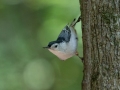 White-breasted Nuthatch - Dunbar Cave State Park, Clarksville, Montgomery County, September 27, 2020