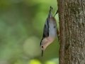 White-breasted Nuthatch - Dunbar Cave State Park, Clarksville, Montgomery County, September 27, 2020