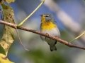 Northern Parula - Lake Barkley State Park,  Stewart County,  September 21, 2020