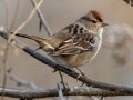 White-crowned Sparrow (juvenile) - Pond Overlook -3201 Lake Rd, Woodlawn, Montgomery County, November 24, 2020