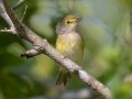 White-eyed Vireo - Lake Barkley State Park,  Stewart County,  September 21, 2020