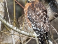 Red-shouldered Hawk - Yard Birds, Dunbar Cave Area, Clarksville, Montgomery County, December 25, 2020