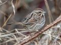 Song Sparrow - Lock B Public Access Boat Ramp, Montgomery County, January 17, 2021