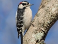 Downy Woodpecker - Paris Landing State Park, Buchanan, Henry County, December 26, 2020