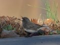 Dark-eyed Junco (Slate-colored)  - Cross Creeks NWR--Visitor Center, Dover, Stewart County, November 13, 2020