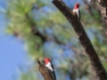 Red-headed Woodpeckers - Lake Barkley State Park,  Stewart County,  September 21, 2020