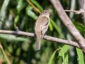 Least Flycatcher - Radnor Lake State Natural Area, Davidson County, September 10, 2020