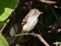 Least Flycatcher - Radnor Lake State Natural Area, Davidson County, September 10, 2020