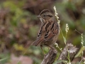 Swamp Sparrow - Land Between the Lakes - Cross Creeks Headquarters, Dover, Stewart County, October 27, 2020