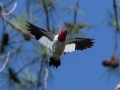 Red-headed Woodpecker - Lake Barkley State Park,  Stewart County,  September 21, 2020