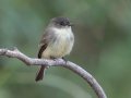 Eastern Phoebe - Dunbar Neighborhood, Clarksville, Montgomery County, September 28, 2020