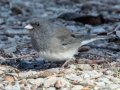 Dark-eyed Junco (Slate colored) - Beaman Park, Davidson County, December 28, 2020