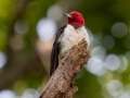 Red-headed Woodpecker - Paris Landing State Park, Henry County,  September 14, 2020