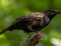 Common Grackle - Radnor Lake State Natural Area, Davidson County, September 10, 2020