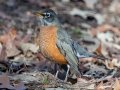 American Robin -  Paris Landing State Park, Buchanan, Henry County, December 26, 2020