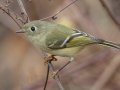 Ruby-crowned Kinglet - Land Between the Lakes - Paris Landing State Park and Marina, Buchanan, Henry County,  November 26, 2020