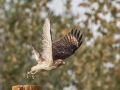 Red-Shouldered Hawk (juvenile) - Dunbar Neighborhood, Clarksville, Montgomery County, September 28, 2020