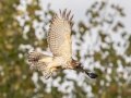 Red-Shouldered Hawk (juvenile) - Dunbar Neighborhood, Clarksville, Montgomery County, September 28, 2020