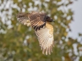 Red-Shouldered Hawk (juvenile) - Dunbar Neighborhood, Clarksville, Montgomery County, September 28, 2020