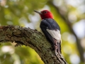 Red-headed Woodpecker from the back - Paris Landing State Park, Henry County,  September 14, 2020