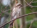 Purple Finch - Land Between the Lakes - Paris Landing State Park and Marina, Buchanan, Henry County,  November 26, 2020