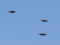 Red-winged Blackbirds - Cross Creeks NWR, Dover, Stewart County, October 30, 2020