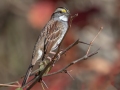 White-throated Sparrow - Lewis Circle, (Lake Barkley), Dover, Stewart County, November 8, 2020