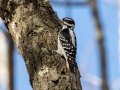 Hairy Woodpecker (male), Lake Barkley, Gate 2, River Rd., Dover, Stewart County, November 8, 2020