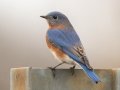 Eastern Bluebird - Land Between the Lakes - Paris Landing State Park and Marina, Buchanan, Henry County,  November 26, 2020