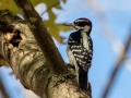 Hairy Woodpecker (male), Lake Barkley, Gate 2, River Rd., Dover, Stewart County, November 8, 2020