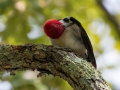 Red-headed Woodpecker preening - Paris Landing State Park, Henry County,  September 14, 2020